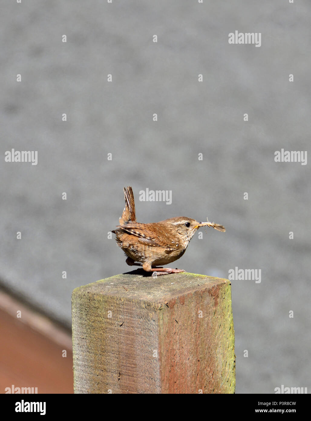 Wren (Troglodytes troglodytes) on a garden fence, carrying a moth, heading for its nest Stock Photo