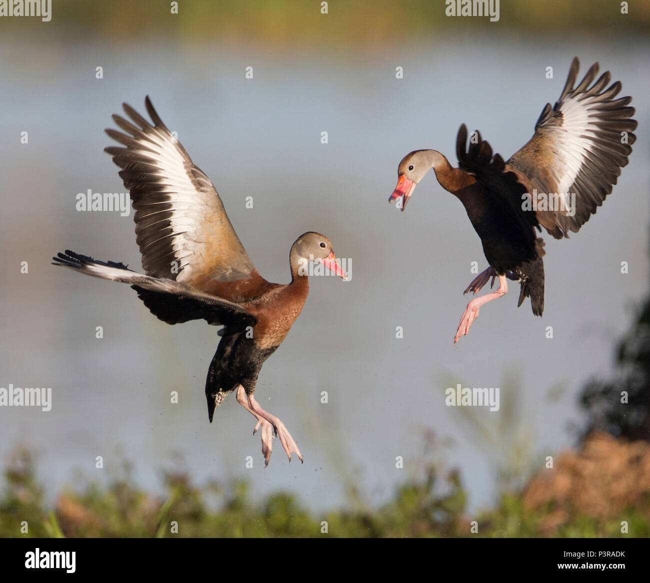 Black-bellied Whistling Duck (Dendrocygna autumnalis) pair fighting, Florida Stock Photo