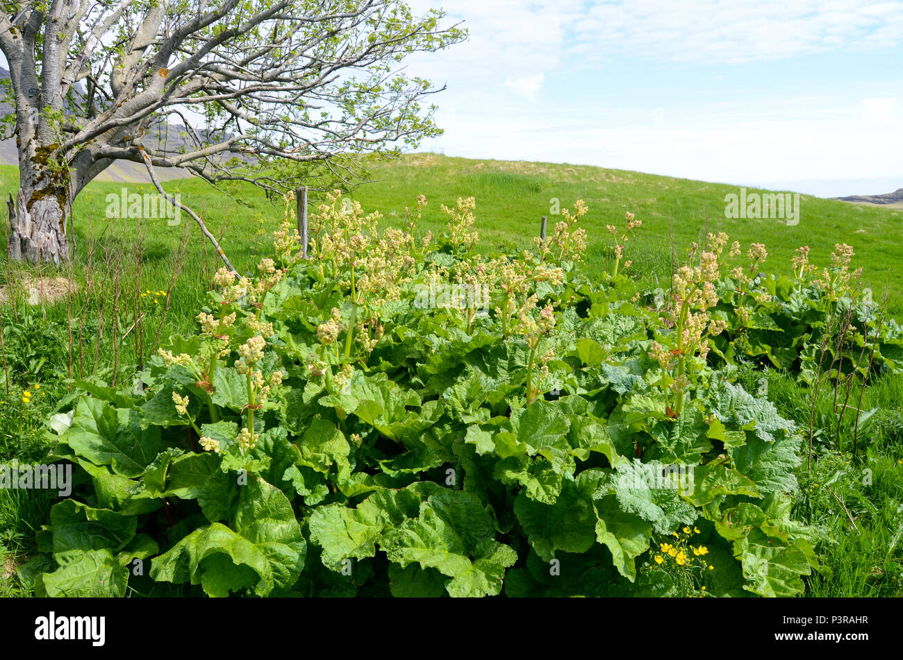 Rhubarb Stock Photo