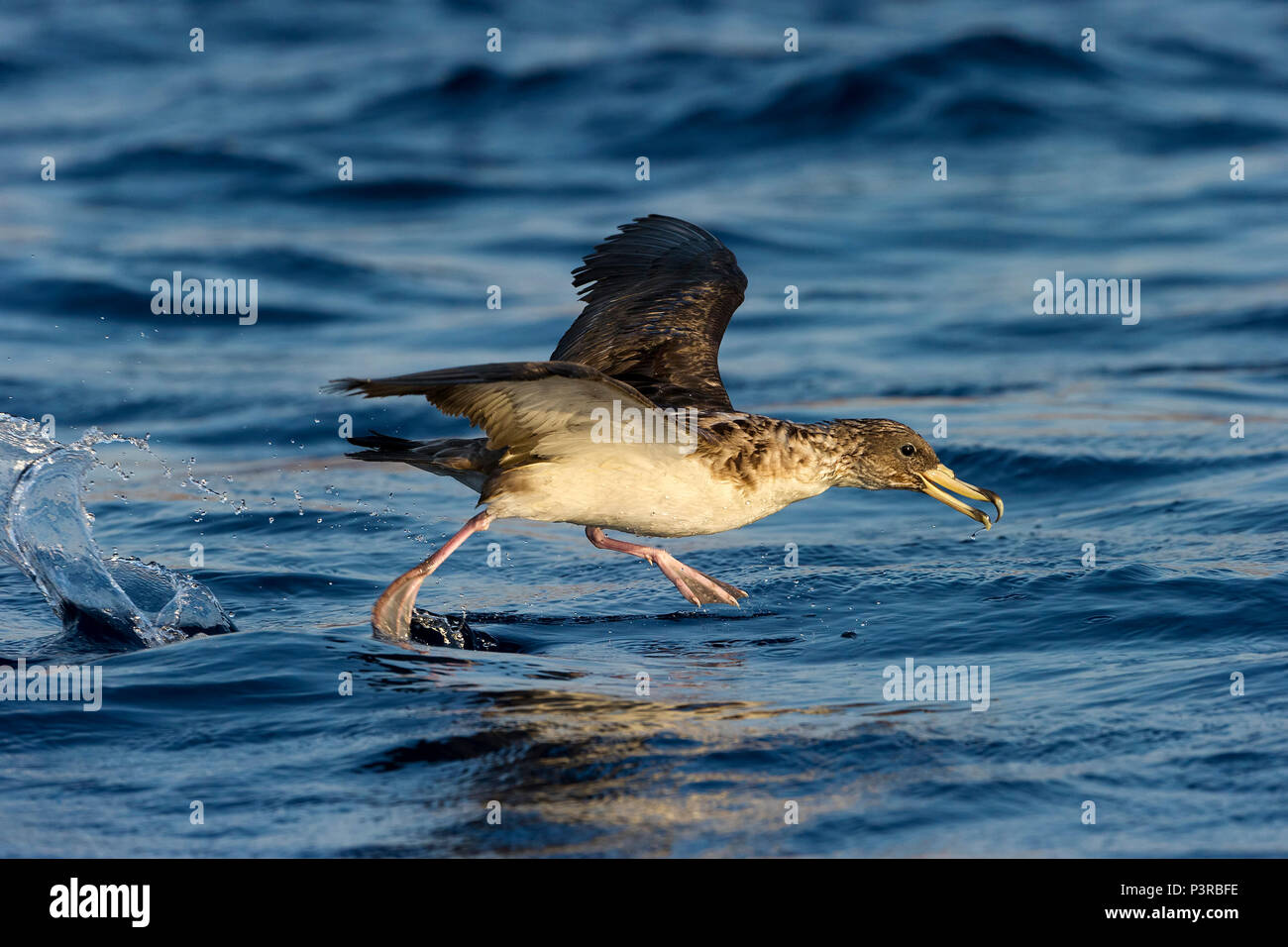 Cory's Shearwater (Calonectris diomedea) taking flight, Eilat, Israel ...