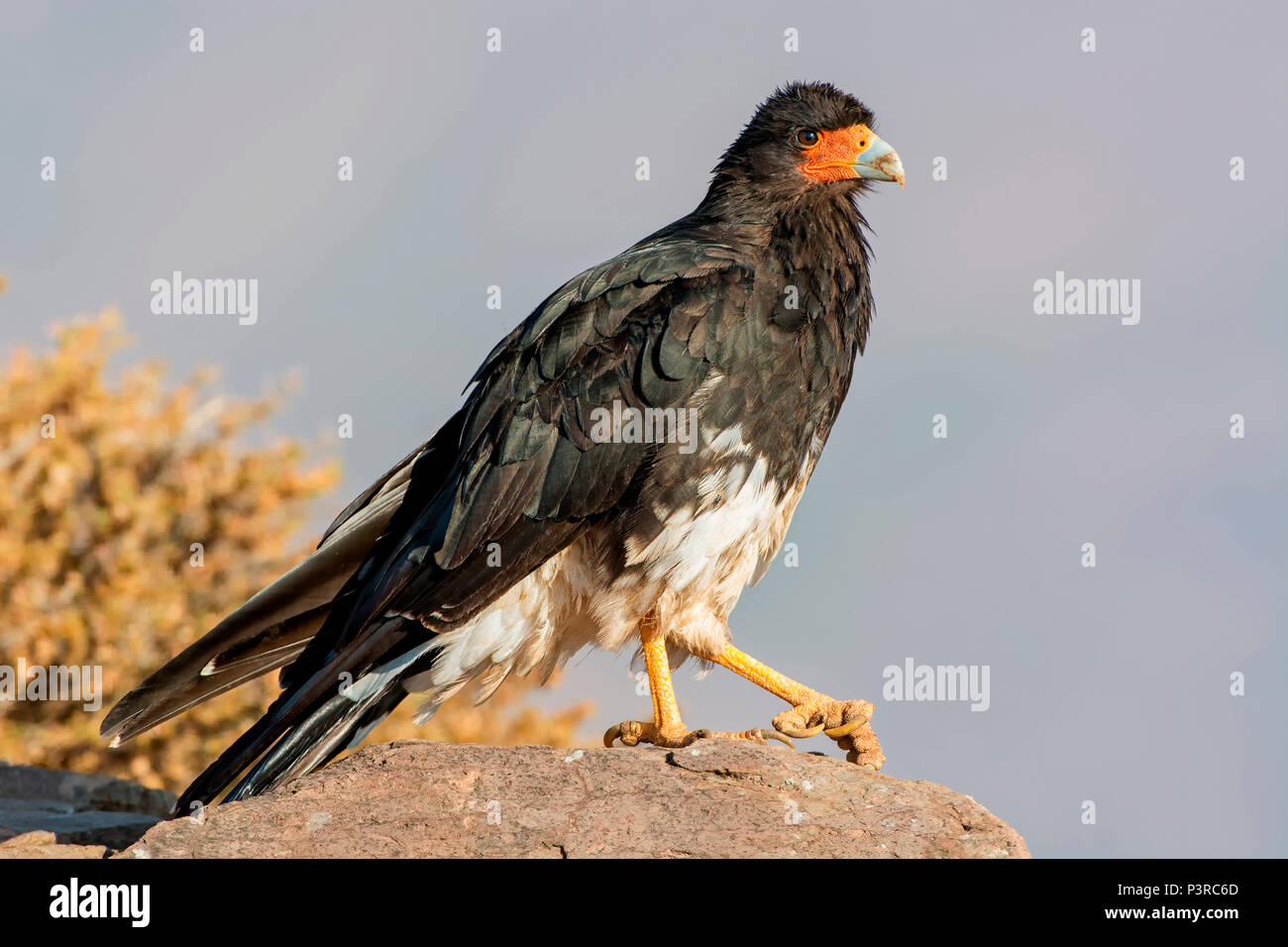 Mountain Caracara (Phalcoboenus megalopterus), Santiago, Chile Stock