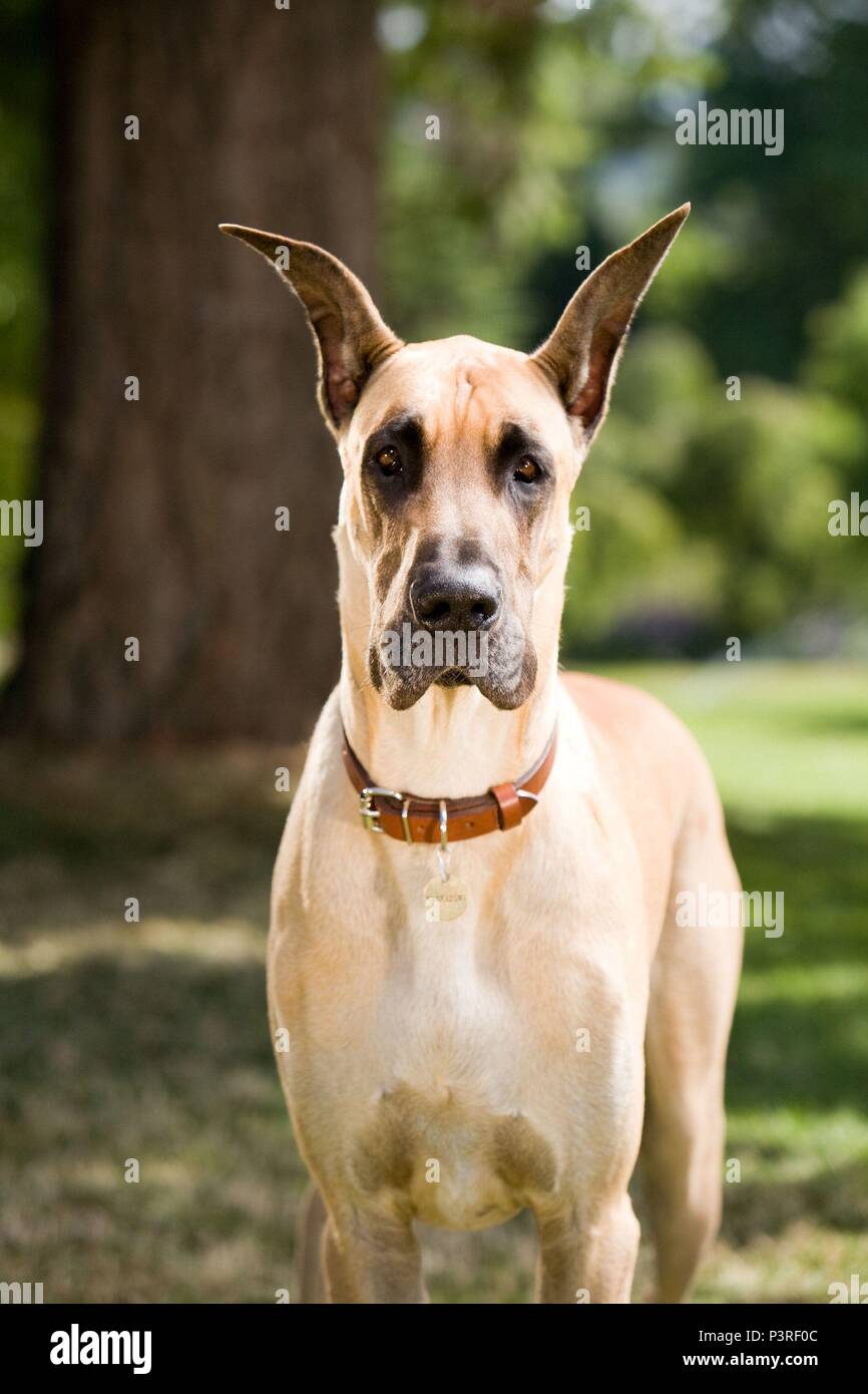 Marmaduke dog type 2025
