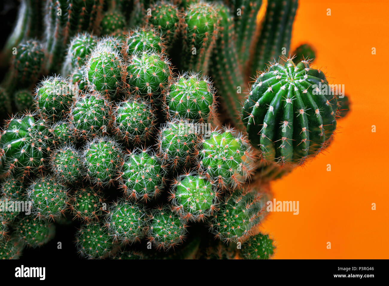 Cactus on bright colored background, selective focus. Creative design. Minimal art gallery. Fresh colors pastel trend. Stock Photo