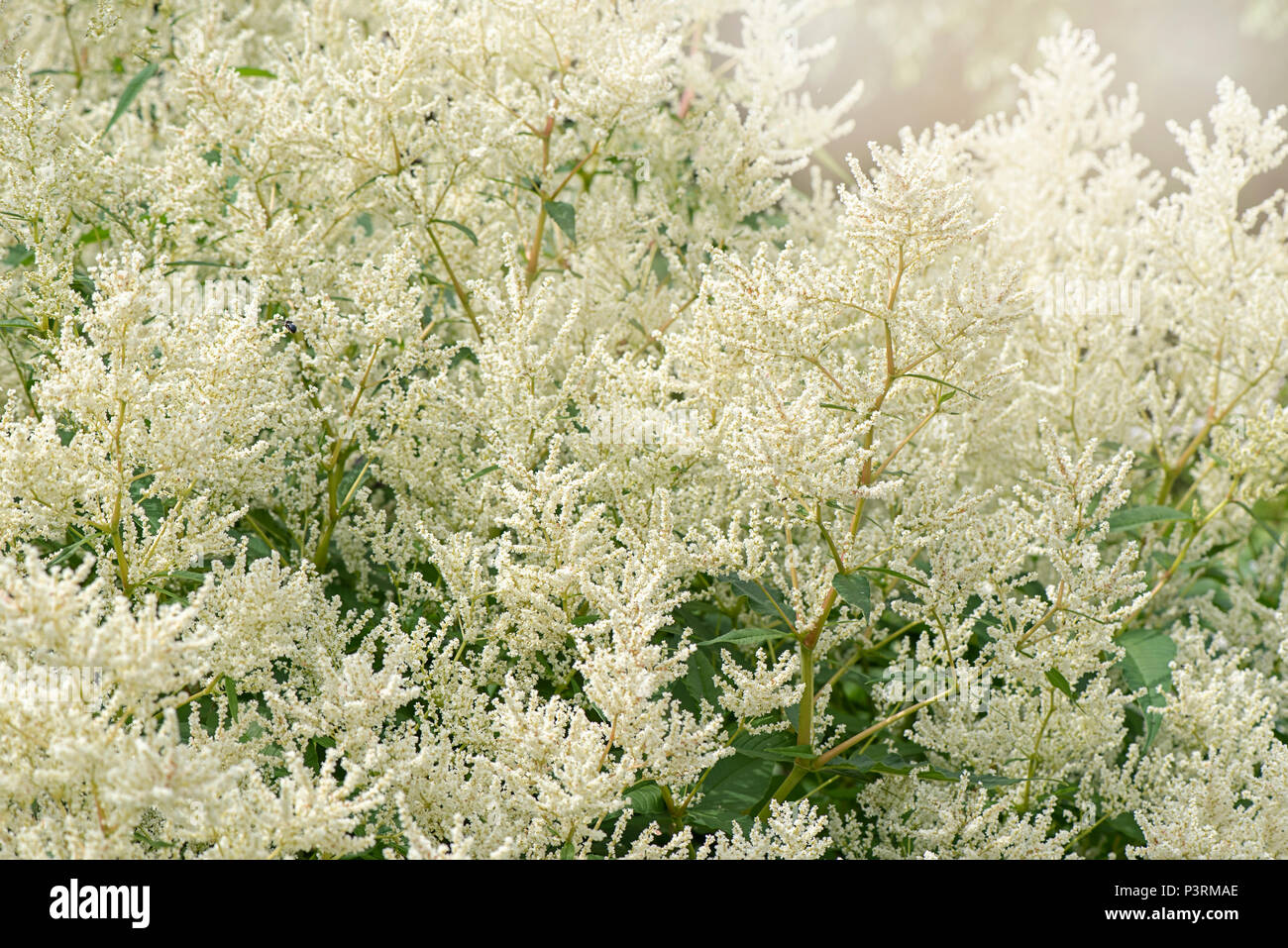 Close-up image of the summer flowering, white feathery flowers of the Astilbe plant Stock Photo