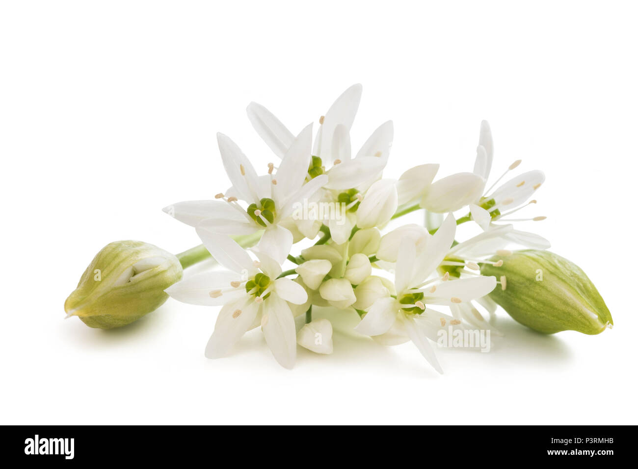 wild garlic flowers isolated on white background Stock Photo Alamy
