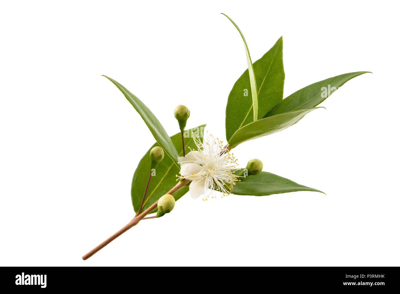 common myrtle branch with flowers isolated on white Stock Photo