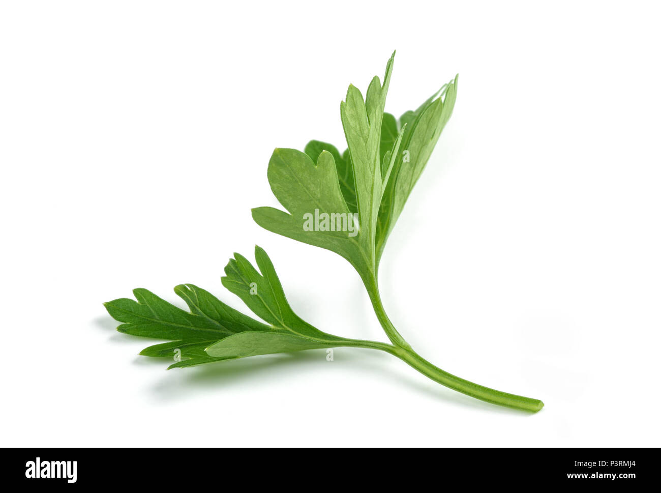 Fresh parsley sprigs isolated on white background Stock Photo