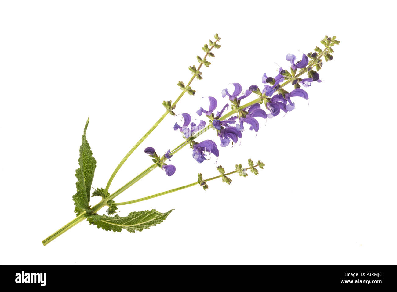 Meadow sage (Salvia pratensis) isolated on white Stock Photo