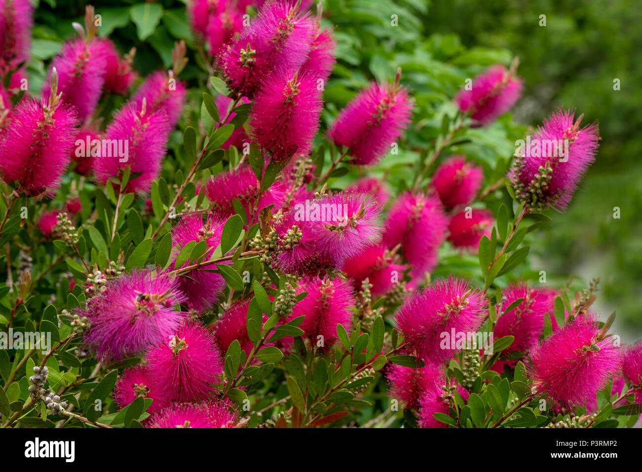 The Vibrant pink flowers of the summer flowering shrub Callistemon viminalis 'Hot Pink' also known as the Bottlebrush plant Stock Photo