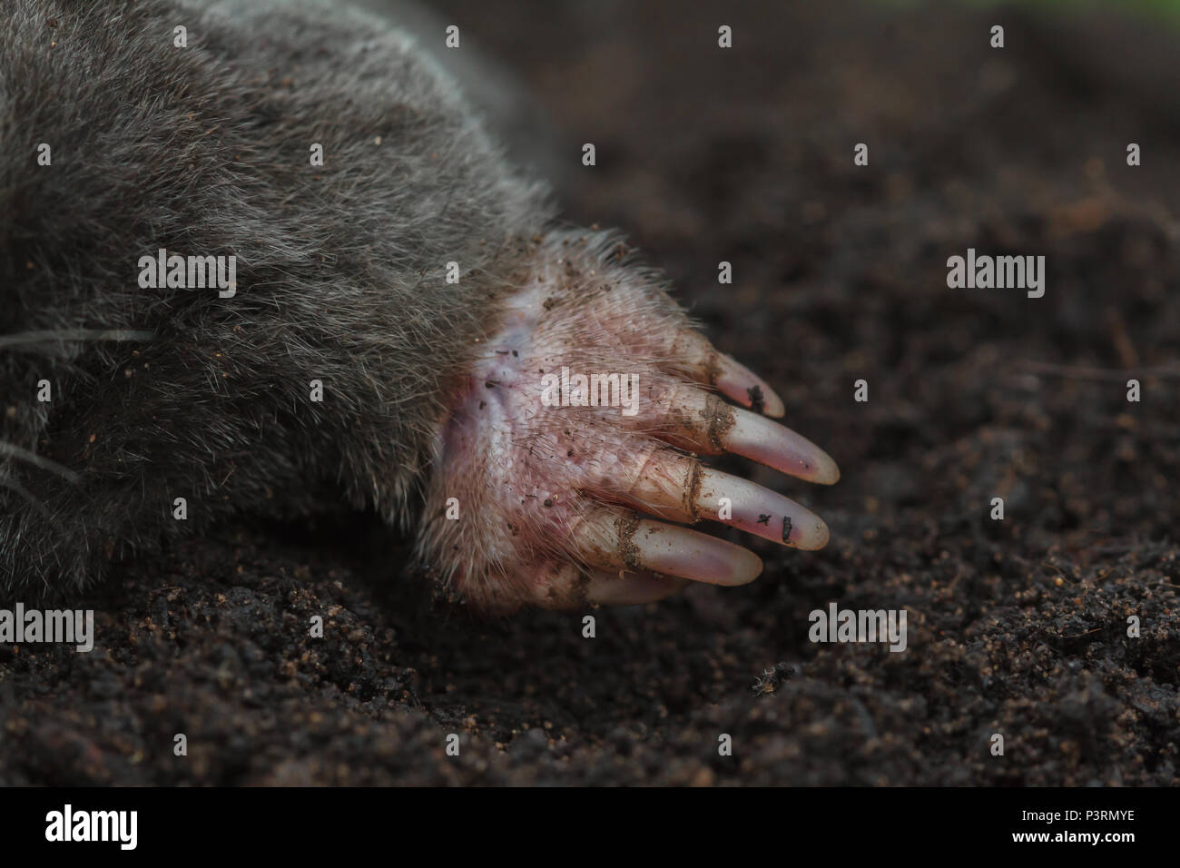 Close up of the claws of a European Mole, Talpa europaea, (controlled conditions) Stock Photo