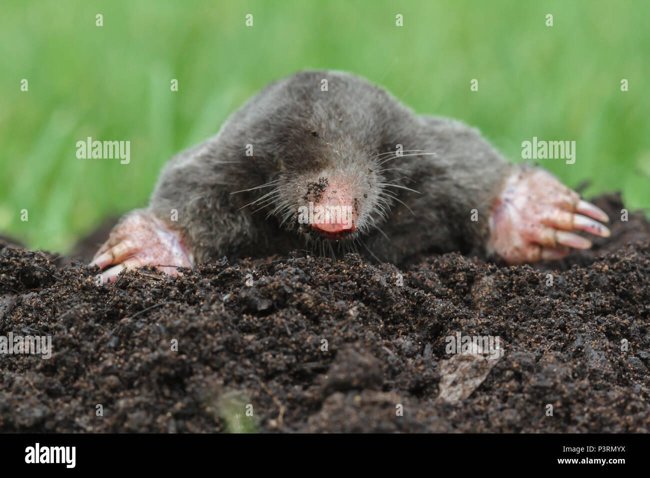 European Mole, Talpa europaea, on top of a mole hill (controlled conditions) Stock Photo