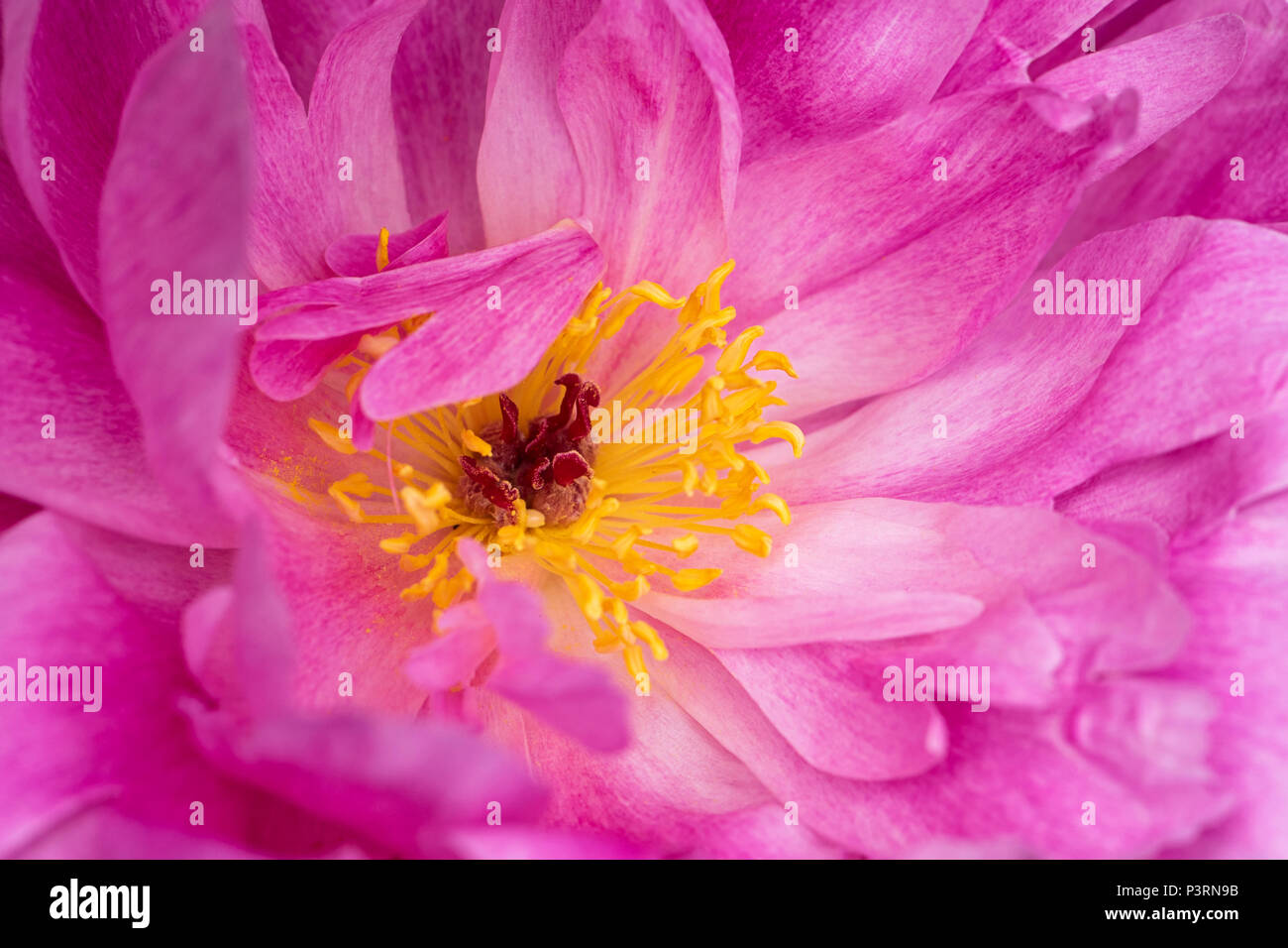 Close-up, full frame image of the beautiful summer flowering Pink Peony flower Stock Photo