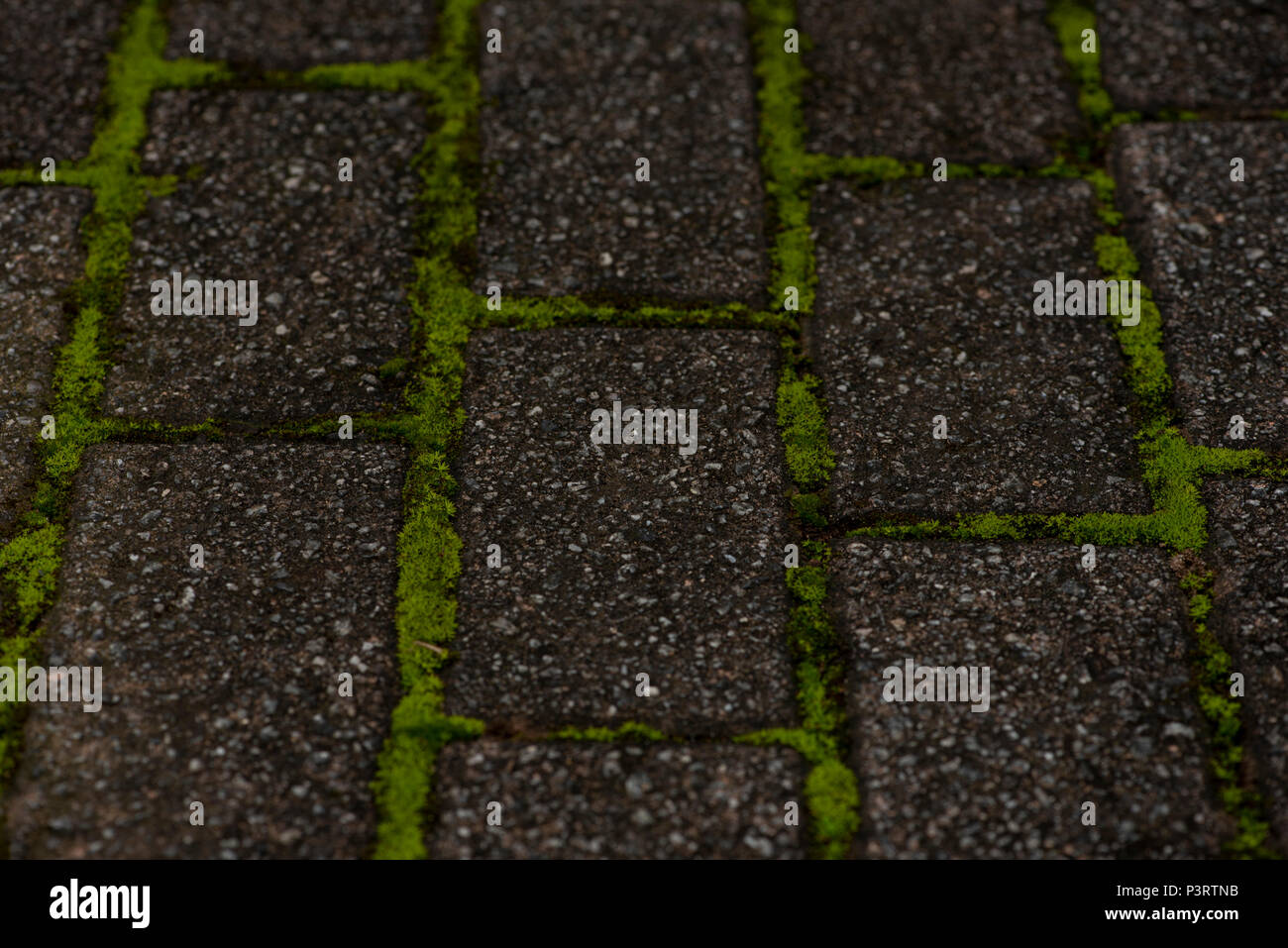 Moss growing in between paving Stock Photo Alamy