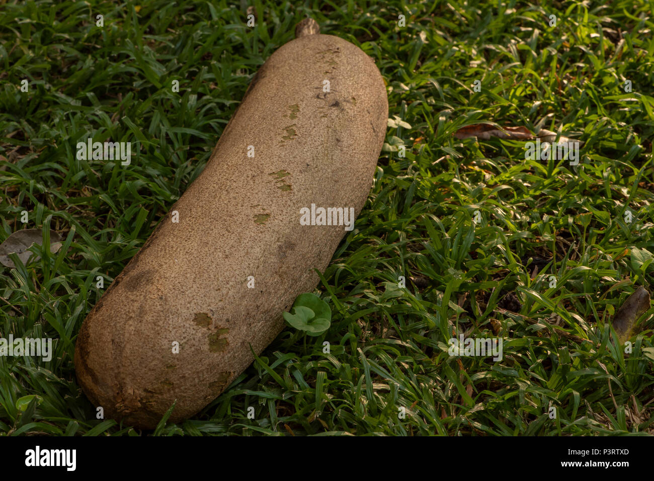 A fruit from the Sausage Tree which had fallen to the ground Stock Photo