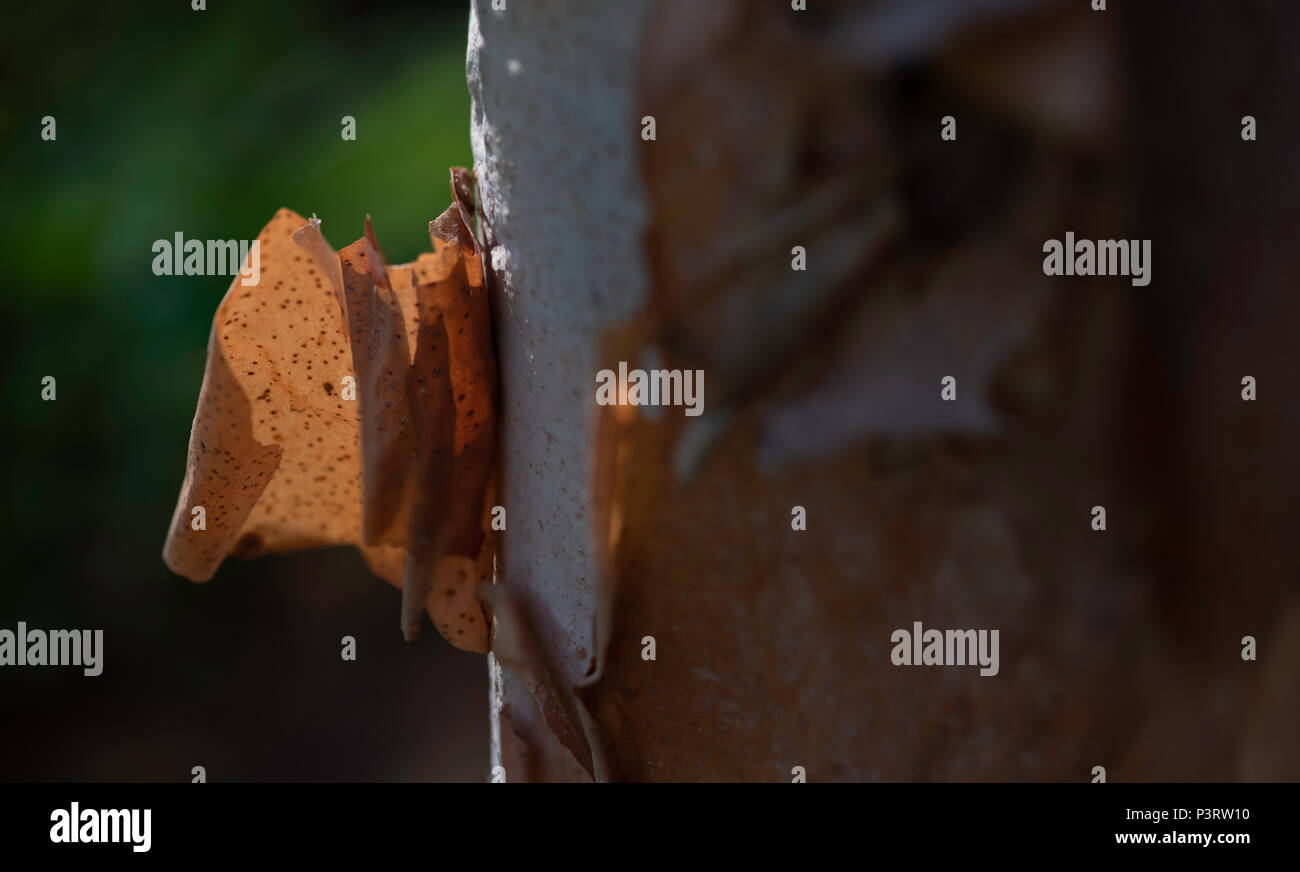 Close up of the flaking bark of a Commiphora tree Stock Photo