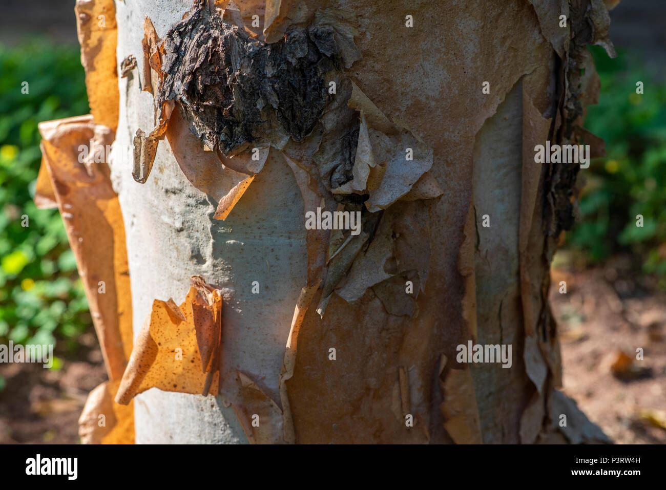 The papery bark of a Commiphora tree flaking off Stock Photo