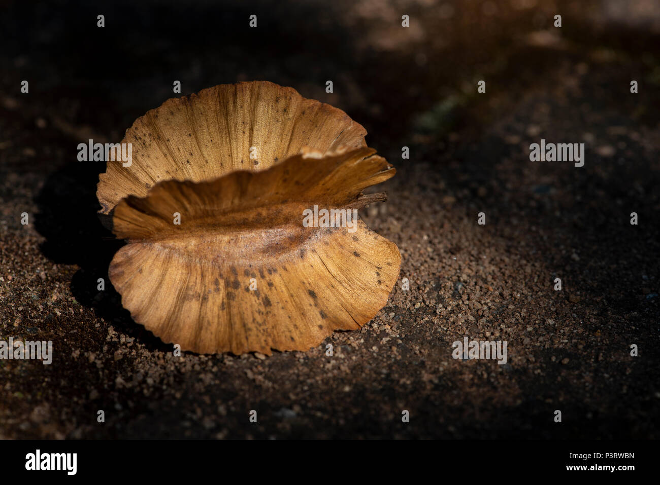 Combretum pod which had fallen to the ground Stock Photo