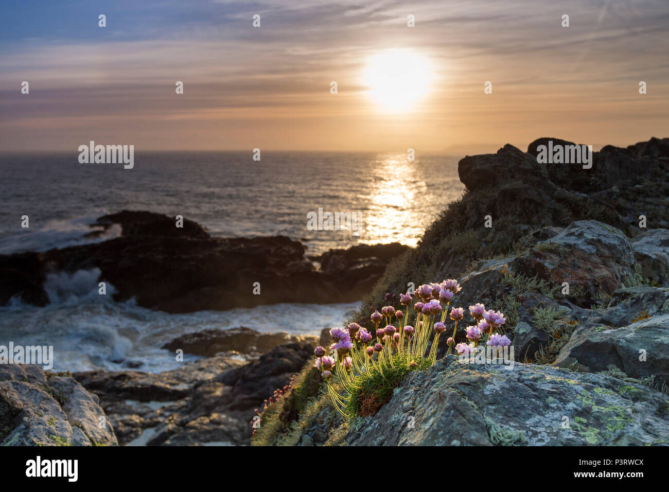 Thrift Flowers with Waves Breaking on Rocks Behind at Sunrise, South West Coastal Path, St Ives, Cornwall, UK Stock Photo