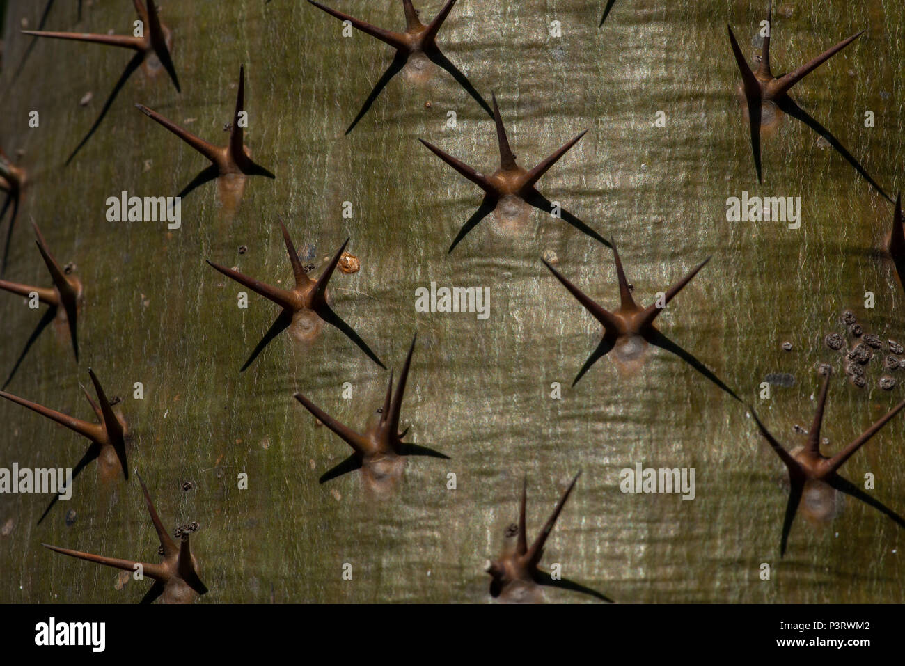 Close up of the thorns of a Pachypodium plant Stock Photo