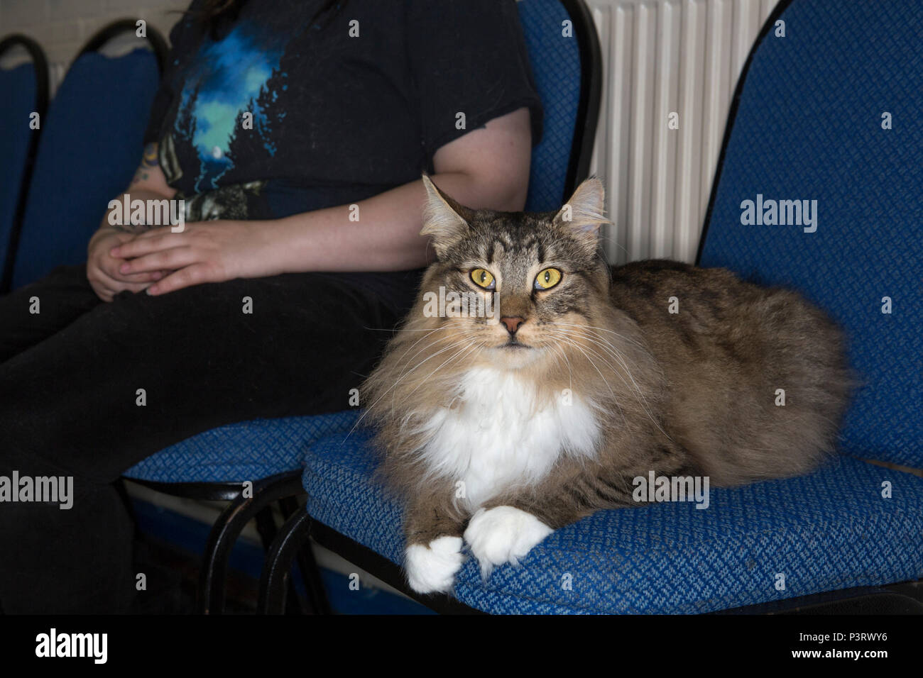 A cat show at a local village hall with owners and cats some in cages some being held or sitting on chairs. Stock Photo