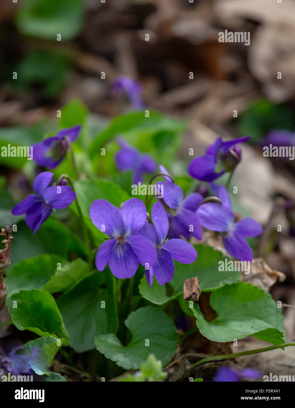 Spring nature common violet background. Viola Odorata flowers in the spring forest and water close up. Selective focus. Mayflower. Stock Photo