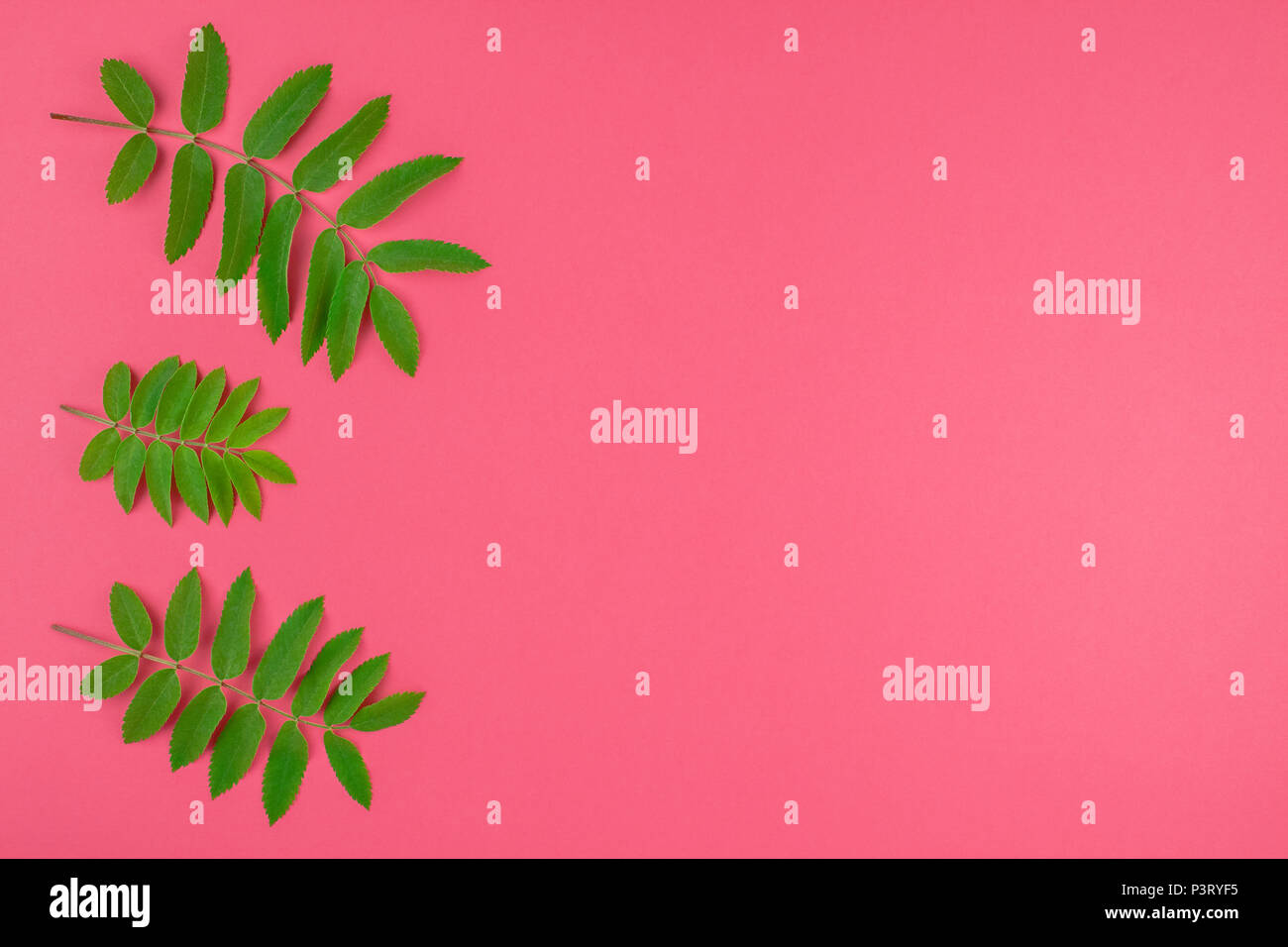 Creative flat lay top view pattern with fresh green rowan tree leaves ...