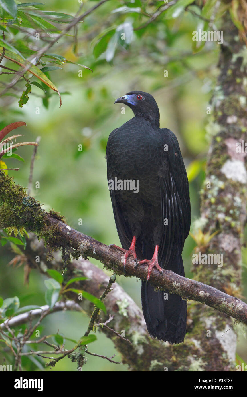 Black Guan (Chamaepetes unicolor), Costa Rica Stock Photo