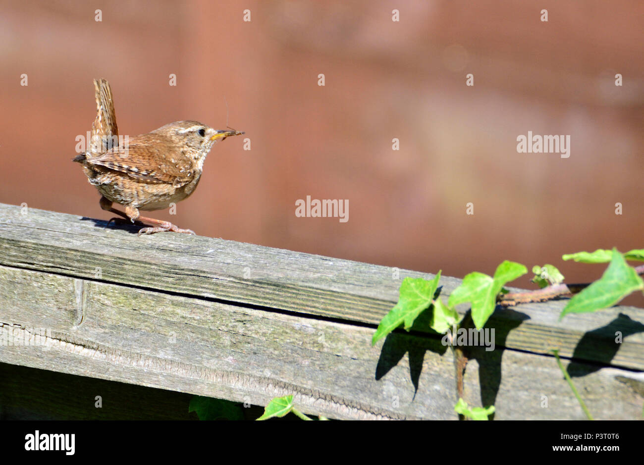 Wren (Troglodytes troglodytes) on a garden fence, carrying an insect, heading for its nest Stock Photo