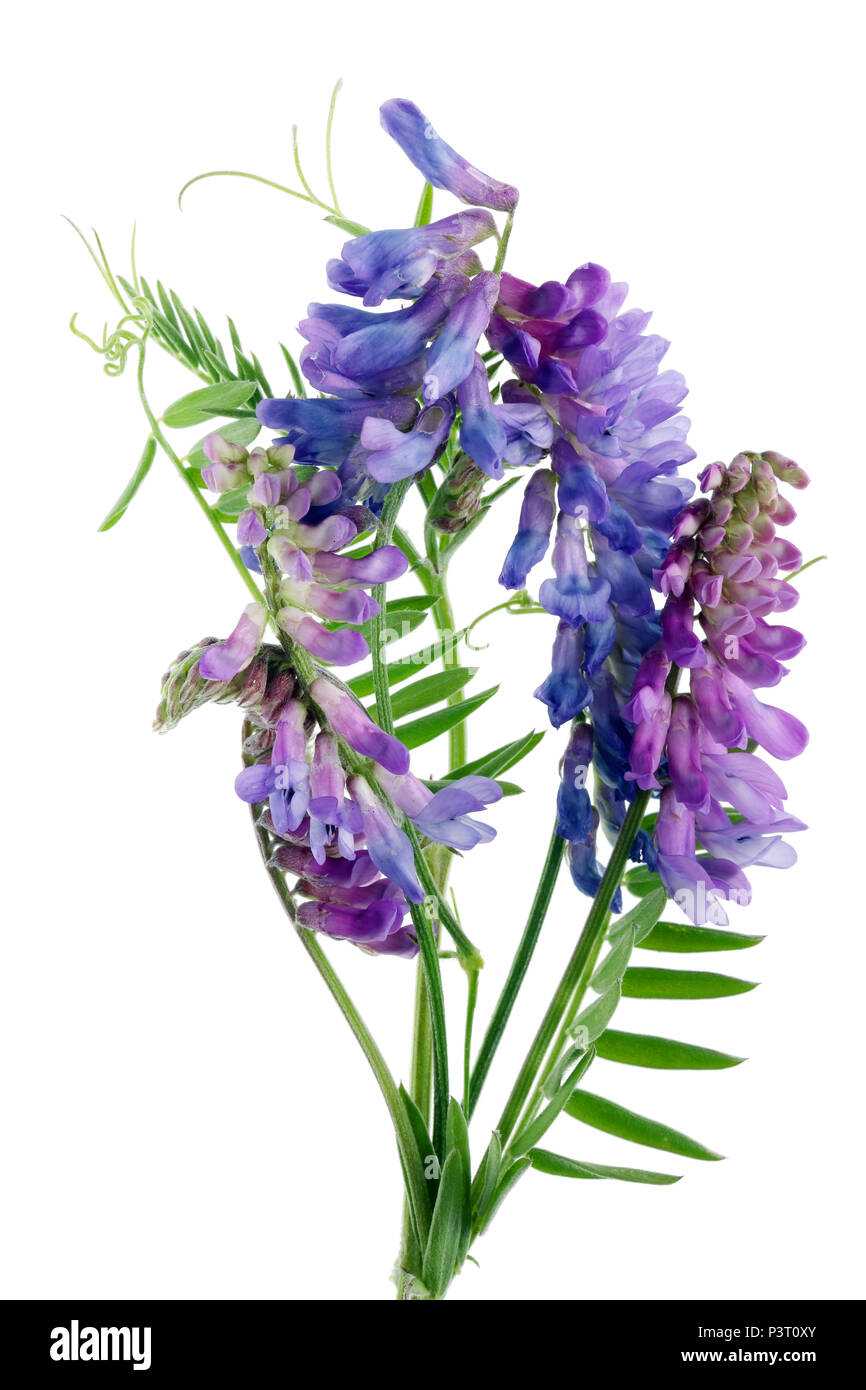 Bush vetch  (Vicia sepium)  wild blue and magenta meadow flowers from uncultivated  pea plant family. Isolated on white macro studio shot Stock Photo