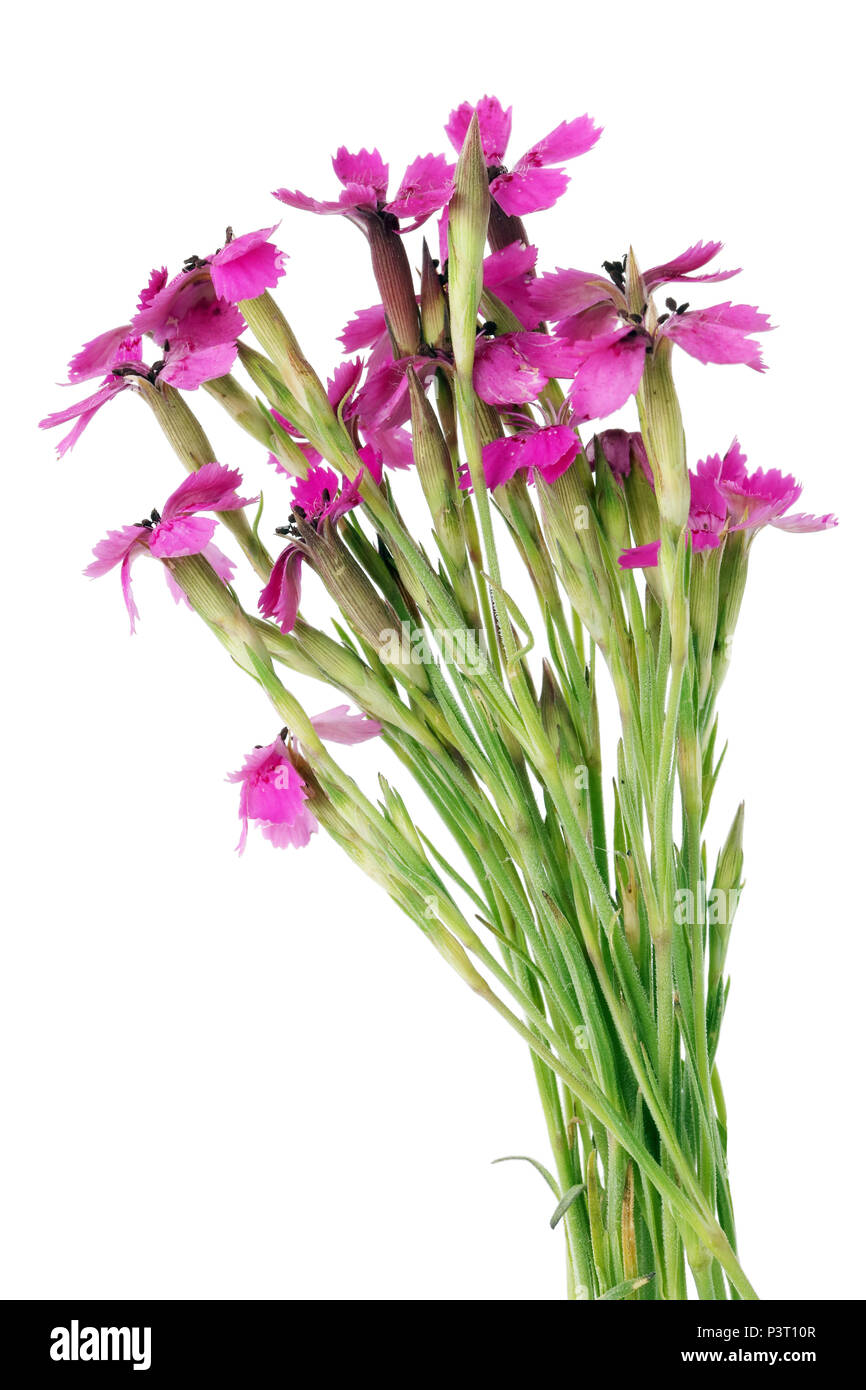 Wild miniature pink field carnations flowers in a micro bouquet. Isolated on white studio macro shot Stock Photo