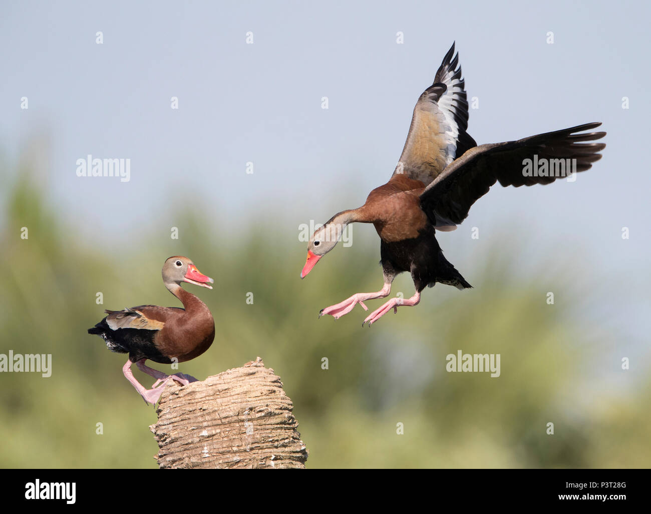 Black-bellied Whistling Duck (Dendrocygna autumnalis) landing, Florida Stock Photo