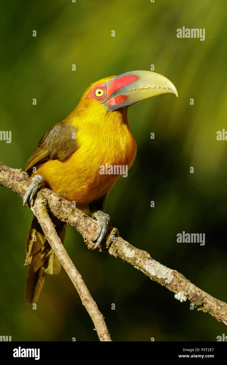 Saffron Toucanet (Baillonius bailloni), Atlantic Rainforest, Brazil Stock Photo