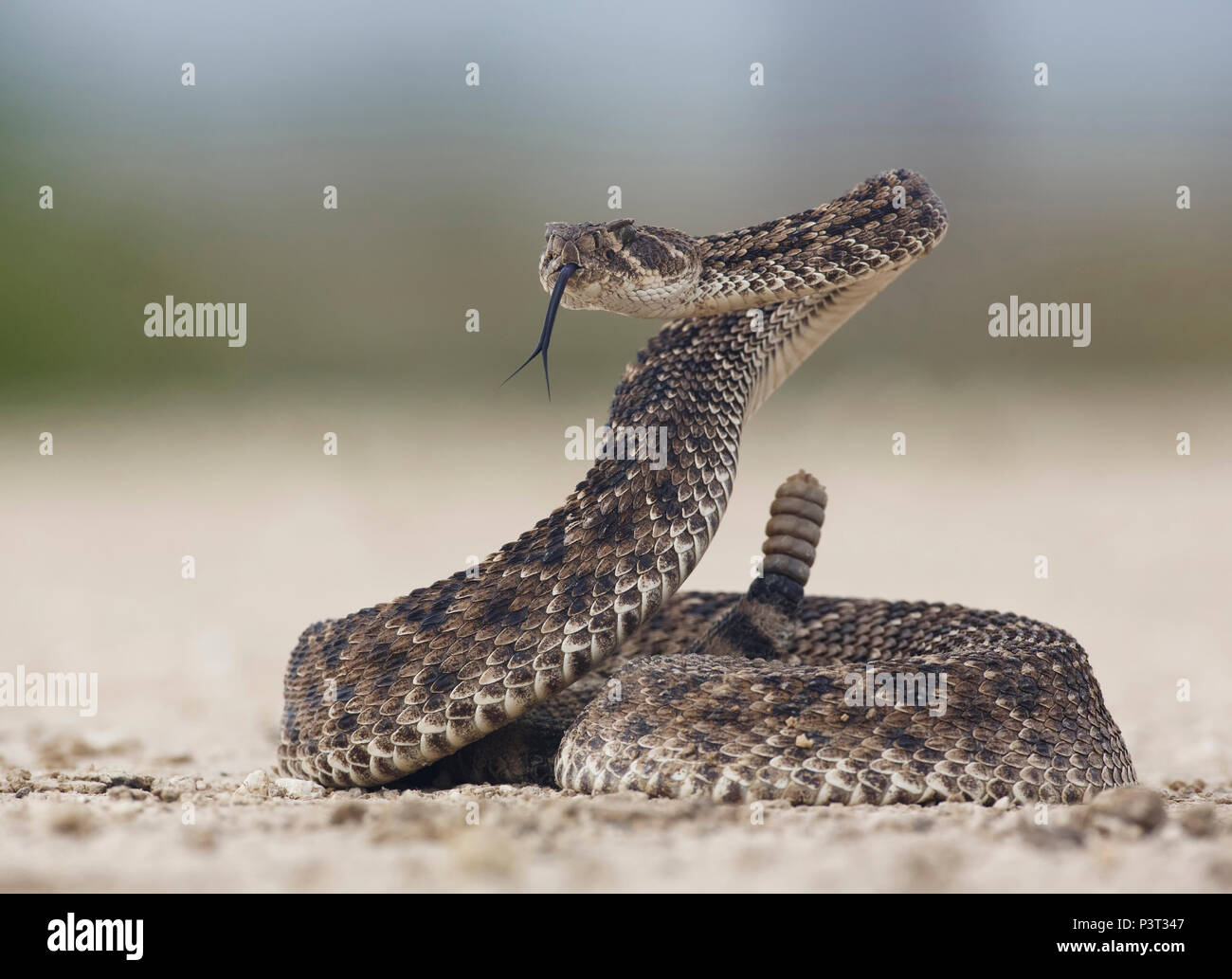 Western Diamondback Rattlesnake (Crotalus Atrox) In Defensive Posture ...