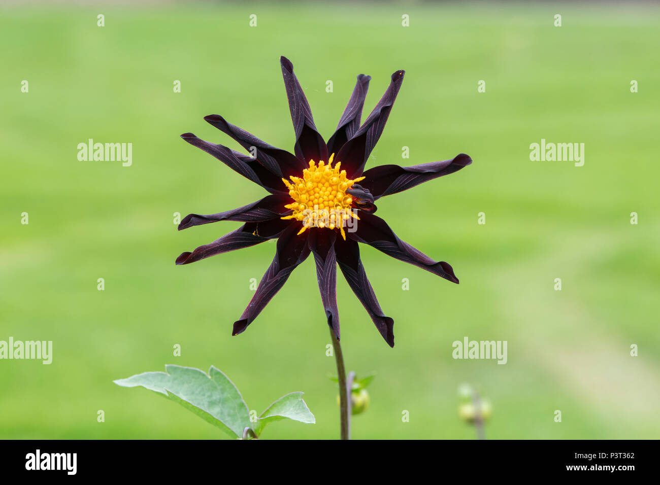 Dahlia ‘Verrone's obsidian’.  Star dahlia  flower Stock Photo