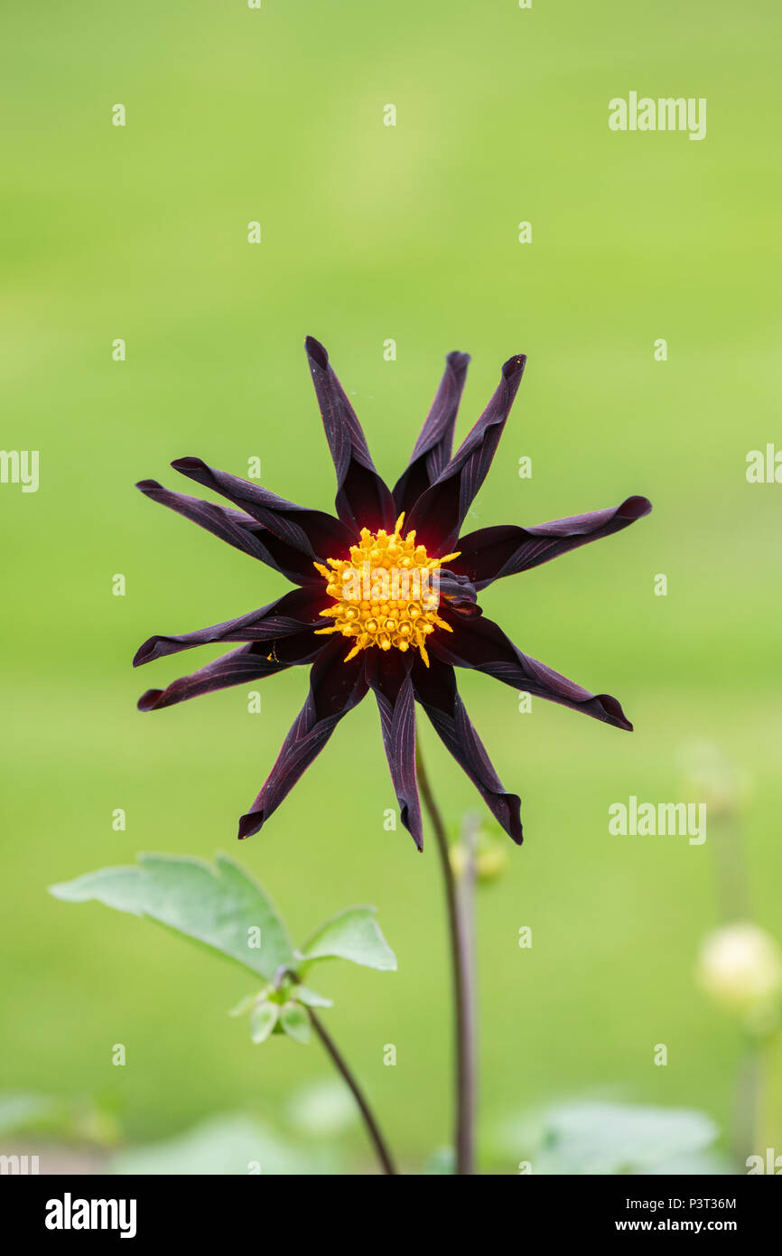 Dahlia ‘Verrone's obsidian’.  Star dahlia  flower Stock Photo
