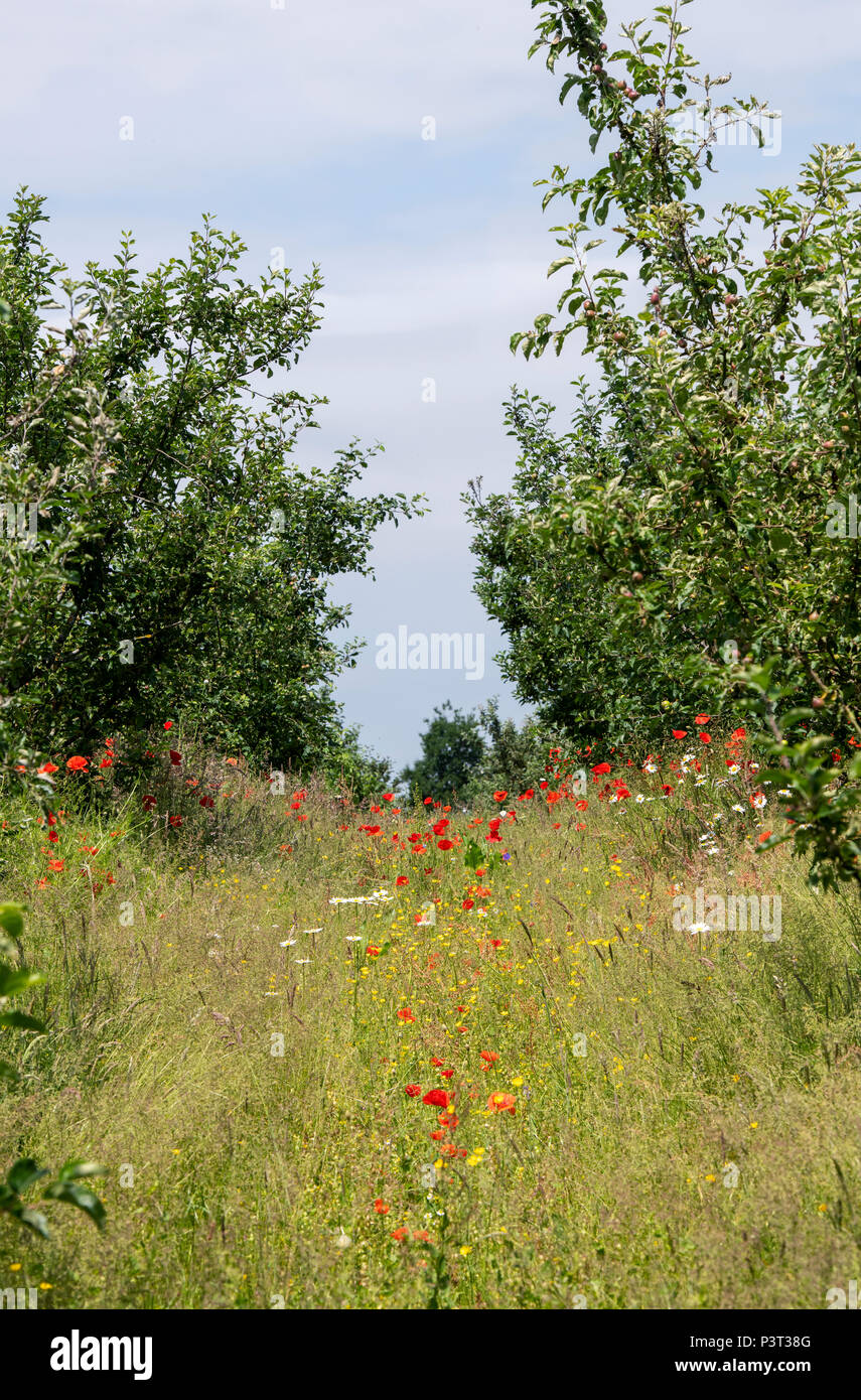 Wildflowers growing in between the apple trees in the orchard at RHS Wisley Gardens, Surrey, UK Stock Photo