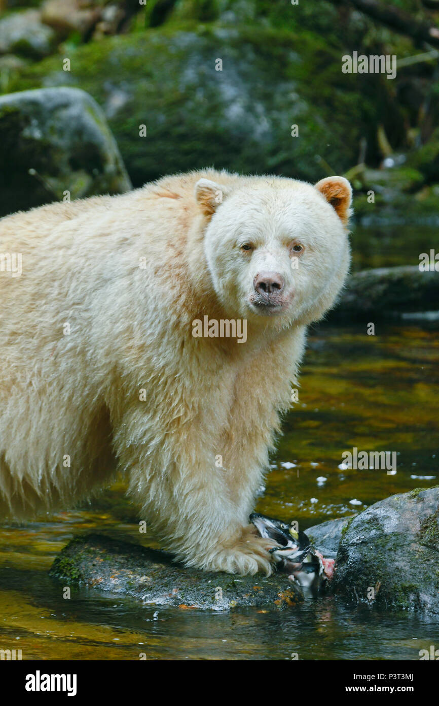 Kermode Bear (Ursus americanus kermodei), white morph called spirit bear, northern British Columbia, Canada Stock Photo