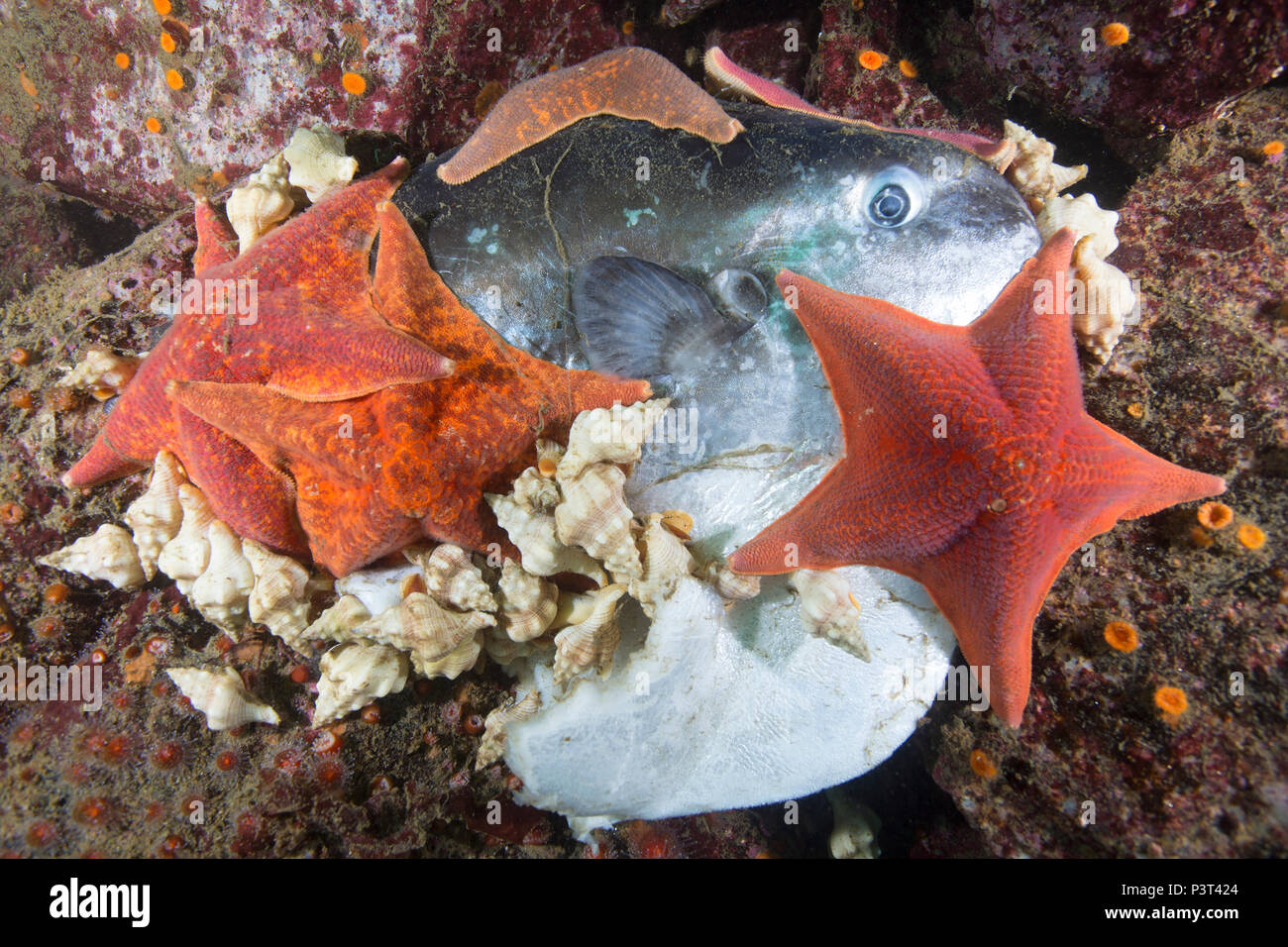 Bat Star (Asterina miniata) group and sea snails feeding on Ocean