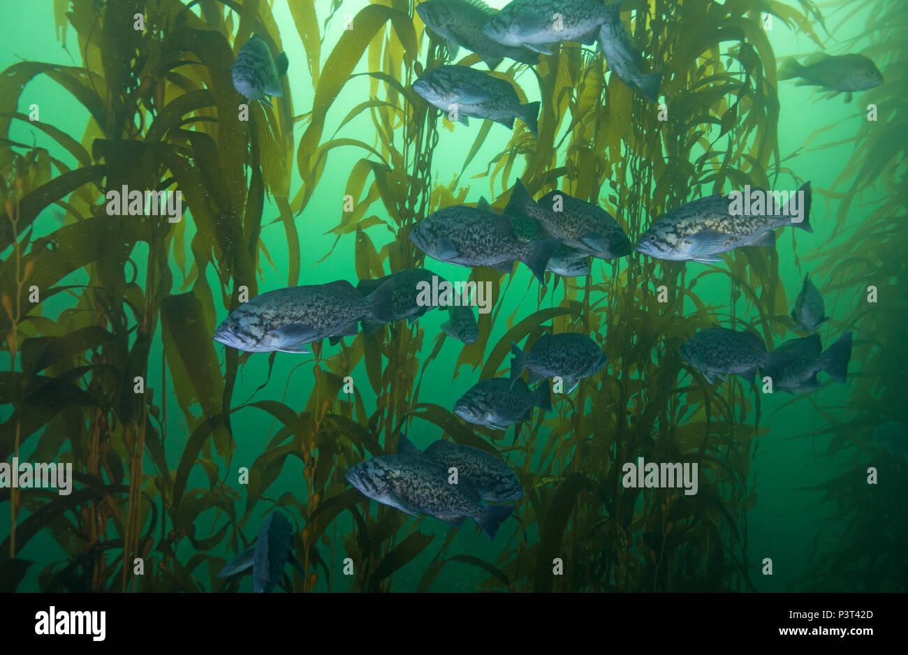 Blue Rockfish (Sebastes mystinus) school in Giant Kelp (Macrocystis