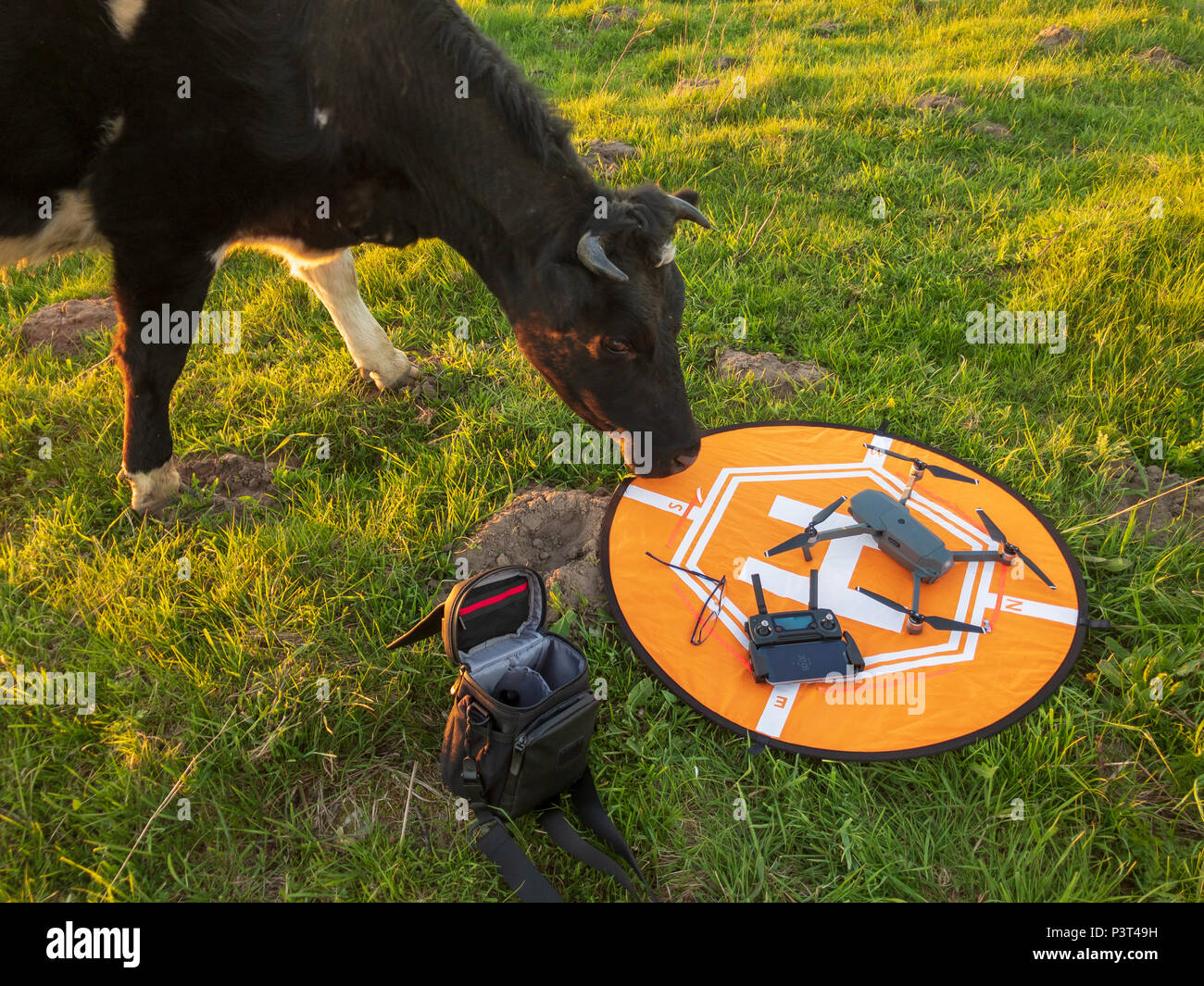 Cow sniffs the drone Stock Photo