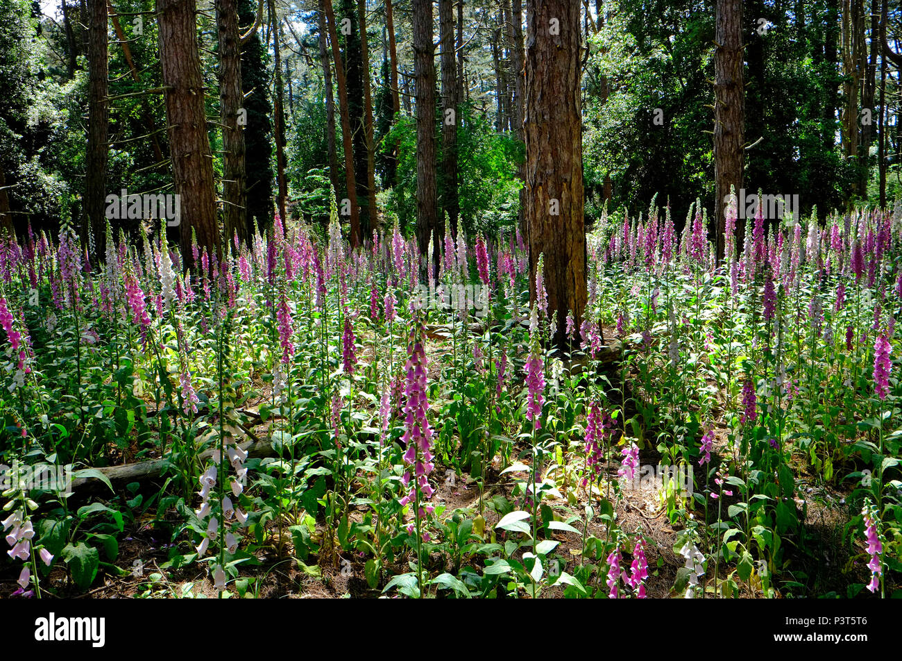 foxgloves in pinewoods at holkham, north norfolk, england Stock Photo