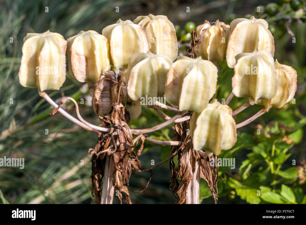 Fritillaria lutea Seedheads Gone to seed Fritillaria June Plant Pods Crown Imperial Fritillary Fritillaria imperialis Ripe Seeds of plants In Pods Stock Photo
