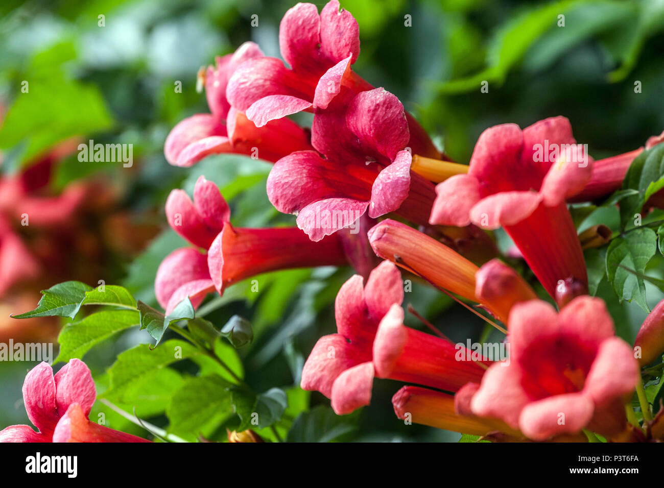 Campsis radicans, Trumpet creeper or trumpet vine bloom Stock Photo