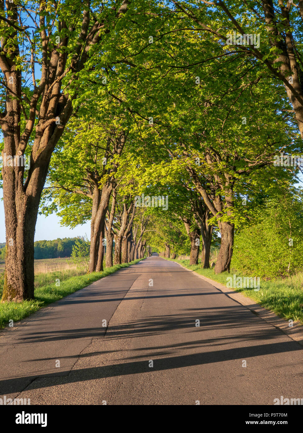 Country road perspective hi-res stock photography and images - Alamy