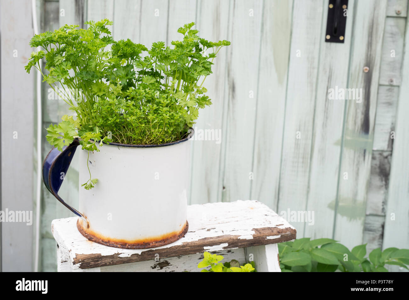 Parsley in a metal container on a Grow your own plant display at a