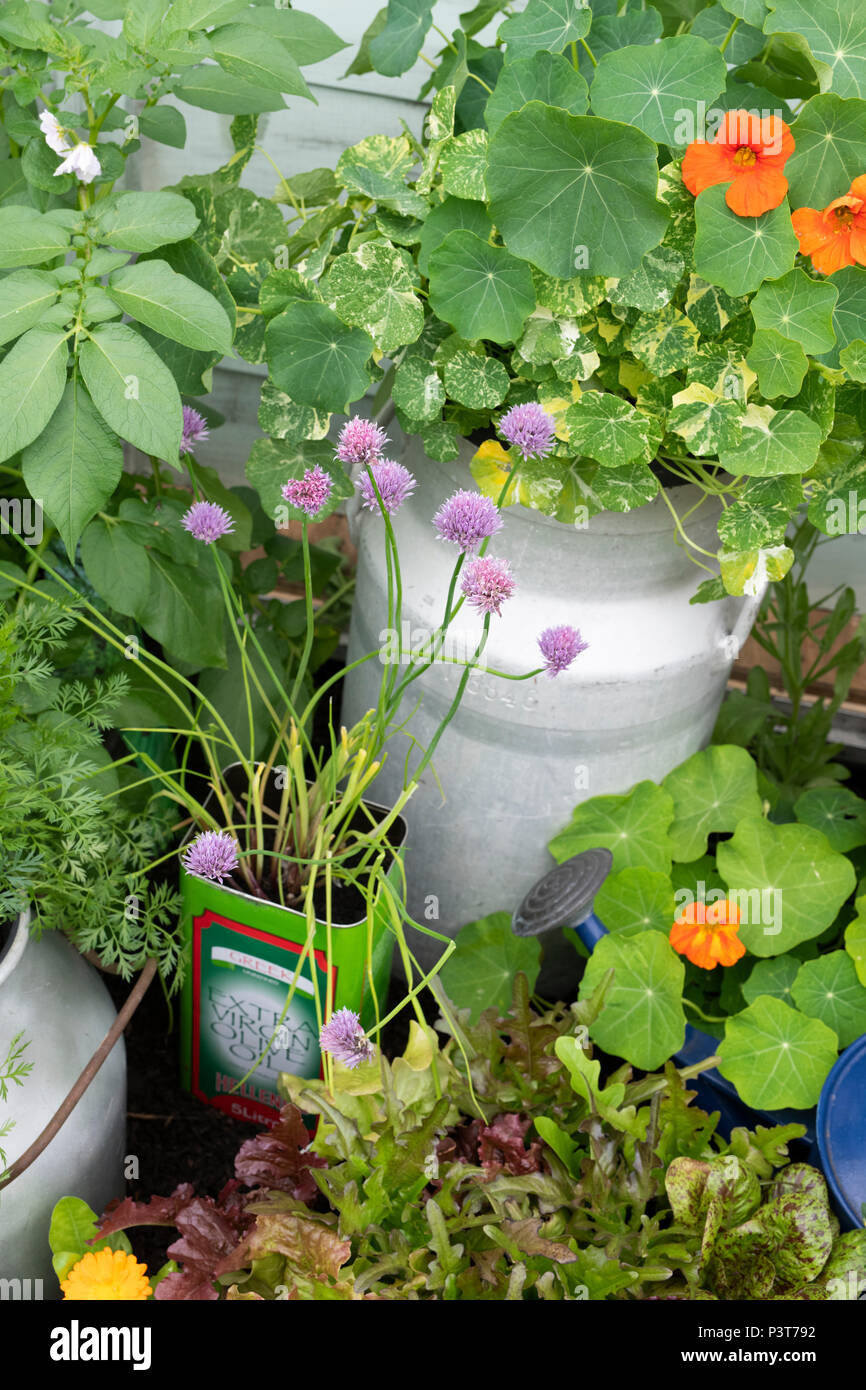 Grow your own edible plant display on painted step ladders at a flower show. UK Stock Photo