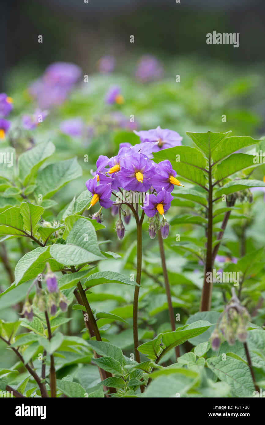 Solanum tuberosum ‘Sarpo Blue Danube’. Potato ‘Sarpo Blue Danube’ flower in june. UK Stock Photo