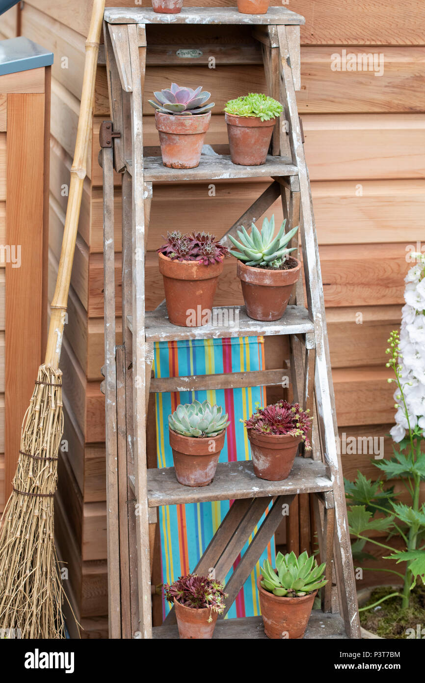 Potted succulent plants on step ladders at a flower show. UK Stock Photo