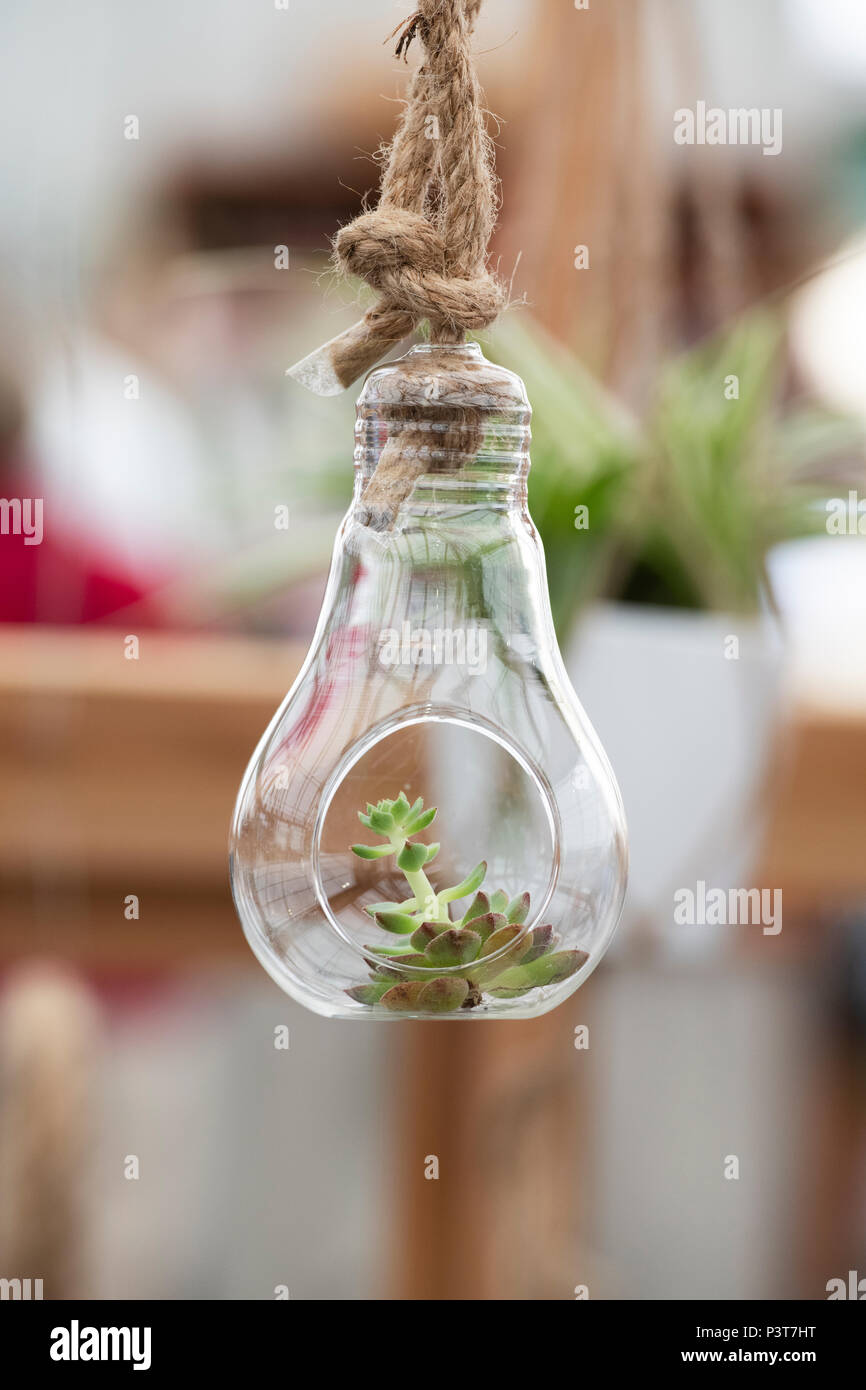 Small succulent plant in a hanging glass bulb holder at a flower show. UK Stock Photo
