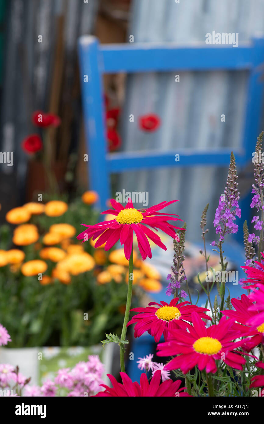 Tanacetum coccineum ‘Robinson's Red'. Painted Daisy flowers in a small show garden at a flower show. UK Stock Photo